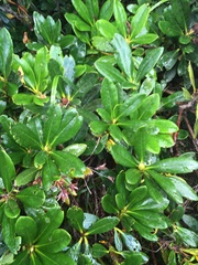 Rhododendron caucasicum