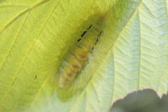 Calliteara pudibunda