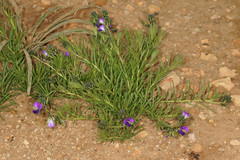 Polygala gracilenta