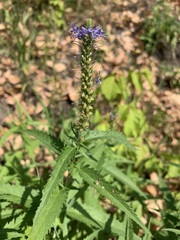 Veronica longifolia