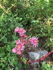 Sempervivum caucasicum