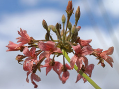 Pelargonium luridum