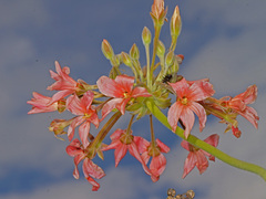 Pelargonium luridum