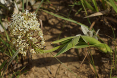 Schizocarphus nervosus