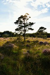 Pinus sylvestris