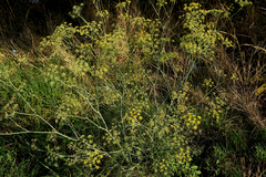 Bupleurum falcatum