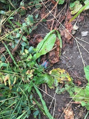 Zygaena filipendulae