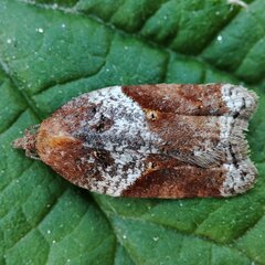 Acleris laterana