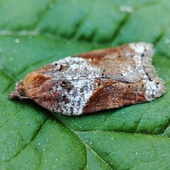 Acleris laterana