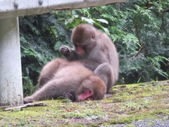Macaca fuscata fuscata