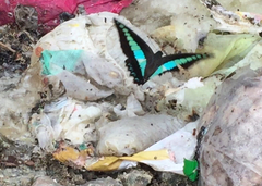 Graphium sarpedon luctatius