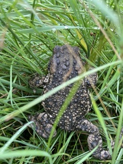 Bufo gargarizans