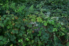 Rubus fruticosus