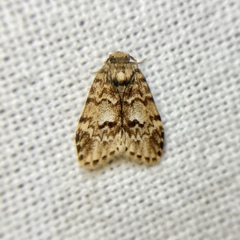 Scaphidriotis xylogramma