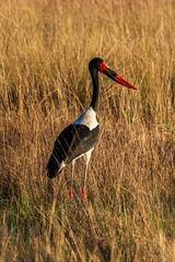 Ephippiorhynchus senegalensis
