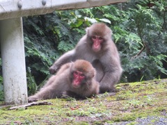 Macaca fuscata fuscata