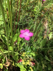 Dianthus caucaseus