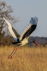 Ephippiorhynchus senegalensis