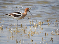 Recurvirostra americana