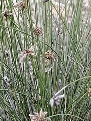 Schoenus subaphyllus