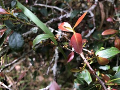 Denhamia bilocularis