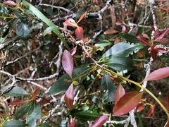 Denhamia bilocularis