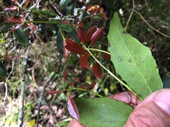 Denhamia bilocularis