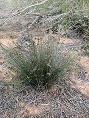 Schoenus subaphyllus