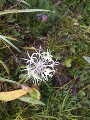 Centaurea cheiranthifolia