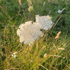 Daucus carota