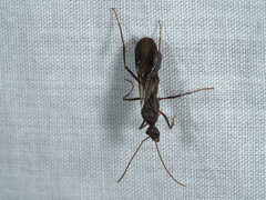Formicidae