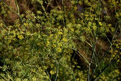 Bupleurum falcatum