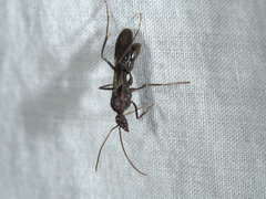 Formicidae