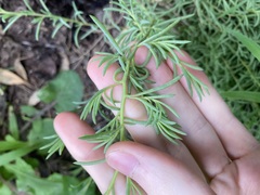 Suaeda australis