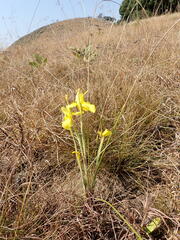 Moraea galpinii