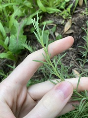 Suaeda australis