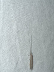 Trichoptera