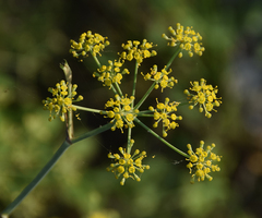 Bupleurum falcatum