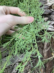 Suaeda australis