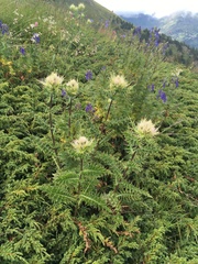 Cirsium obvallatum