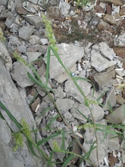 Cenchrus longispinus