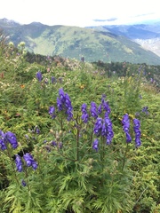 Aconitum nasutum