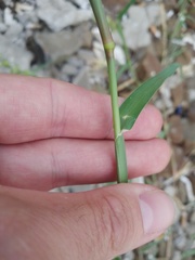 Cenchrus longispinus