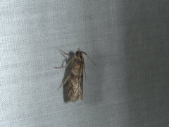 Calguia defiguralis