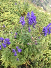 Aconitum nasutum