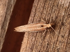 Ypsolopha parenthesella