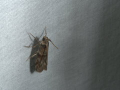 Calguia defiguralis