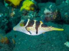 Canthigaster valentini