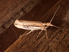 Ypsolopha parenthesella