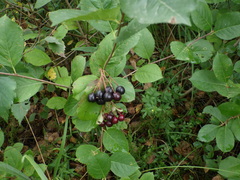 Aronia mitschurinii